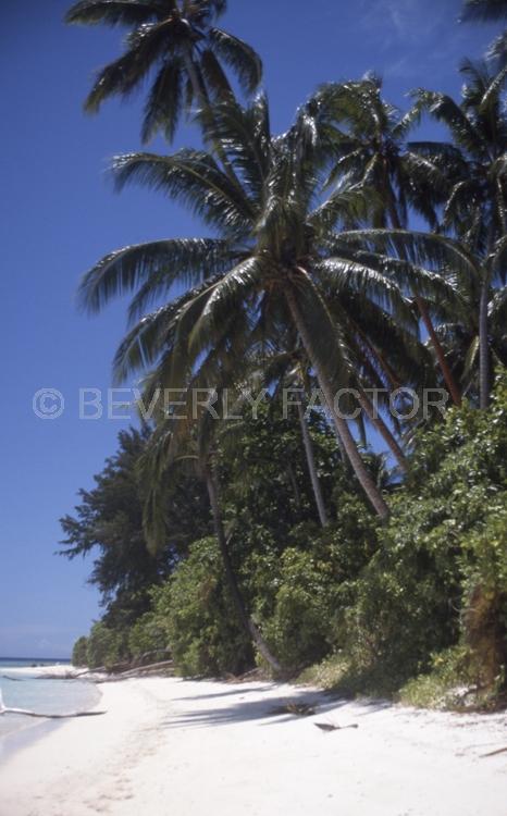 Islands;solomon island;white sand;palm trees;blue sky;water